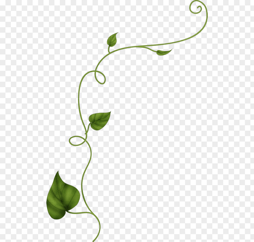 Leaf Vine Drawing Flower Plant PNG