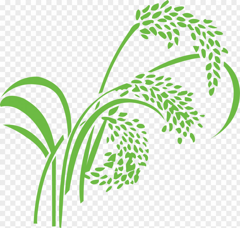 Paddy,Rice,Rice,Rice,Hedao Rice Wheat Caryopsis PNG