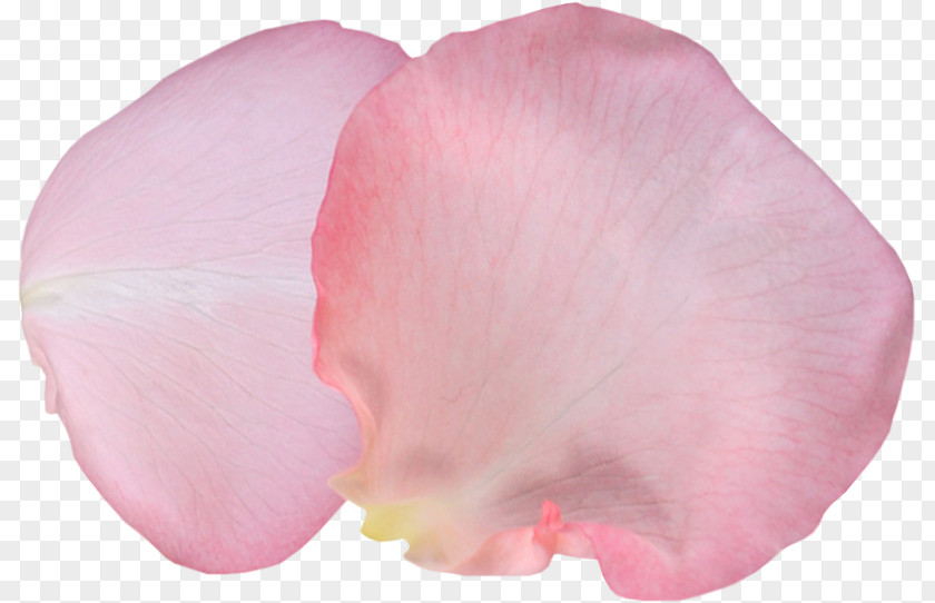 лепесток Petal Garden Roses Photography Ты — моя нежность Clip Art PNG