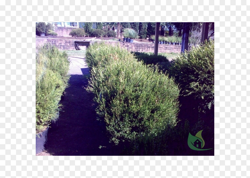 Bellandris Rehner Garden Center Hedge Landscape Landscaping Grasses Biome PNG