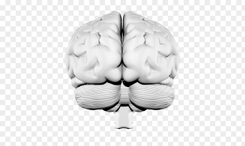 Brain Neurology PNG