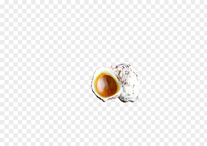 Conch Download Coffee Beach PNG