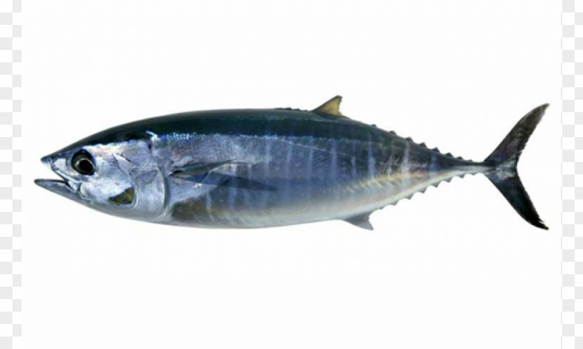 Fish Ocean Food Thunnus Stock Photography PNG