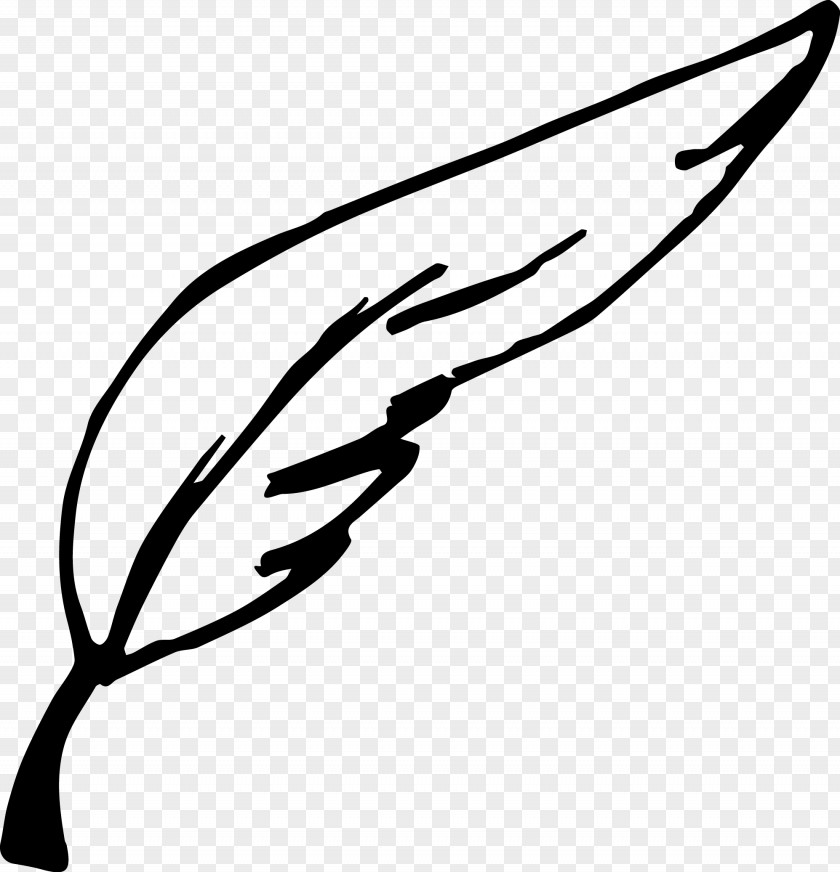 Hand Drawn Feather Line Art Leaf Plant Stem Clip PNG
