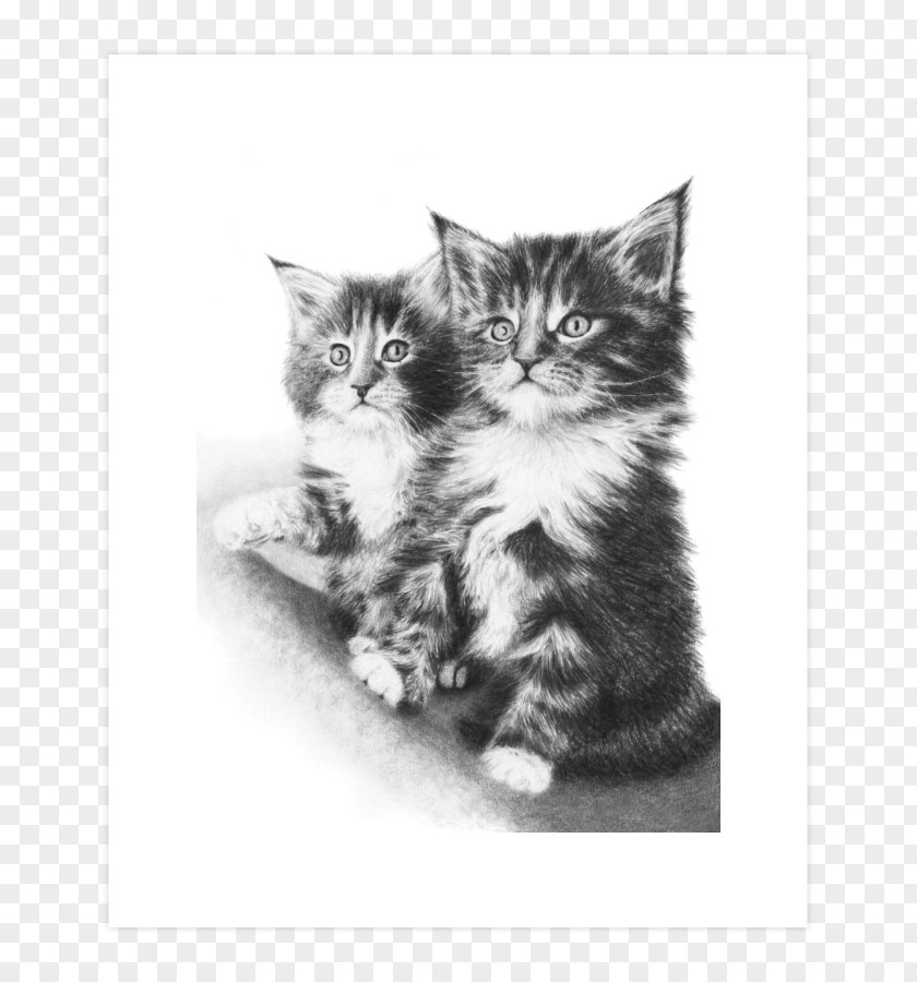 Kitten Maine Coon Whiskers Drawing Domestic Short-haired Cat PNG