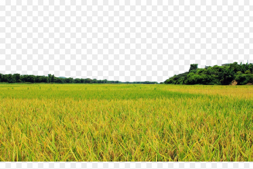Golden Rice Fields Field Farm Lawn Crop Energy PNG