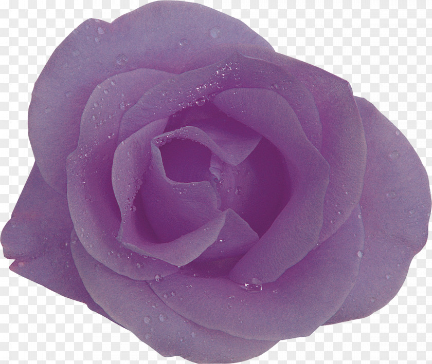 Lilac Purple Centifolia Roses Flower Lavender PNG