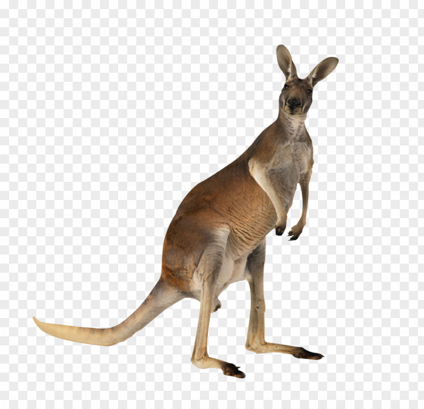 Australian Kangaroo Meat Australian-English, English-Australian PNG