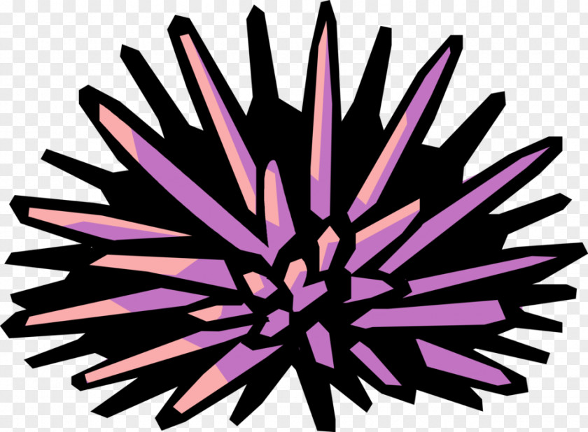 Bleistift Urchin Clip Art Sea Illustration Openclipart PNG