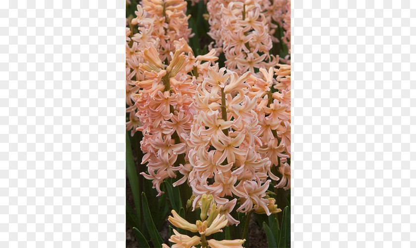 Bulb Hyacinth Terra Ceia Farms Plant Garden PNG