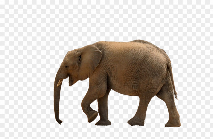 Elefant African Bush Elephant Asian Forest Clip Art PNG