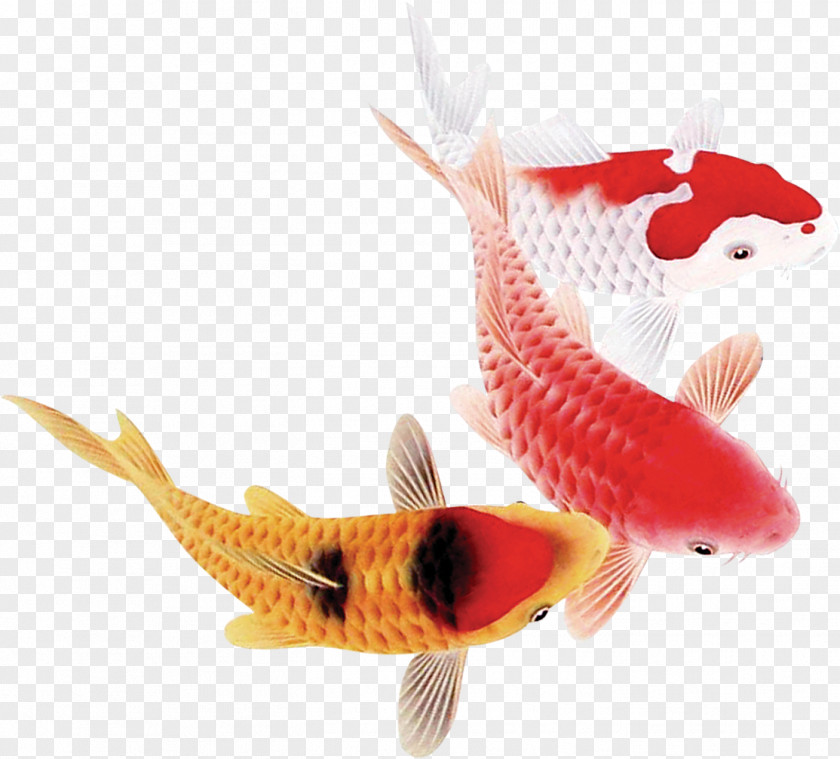 Fish Koi Carassius Auratus PNG
