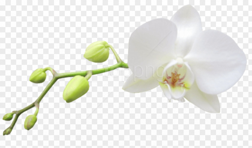 Flower White Plant Petal Moth Orchid PNG