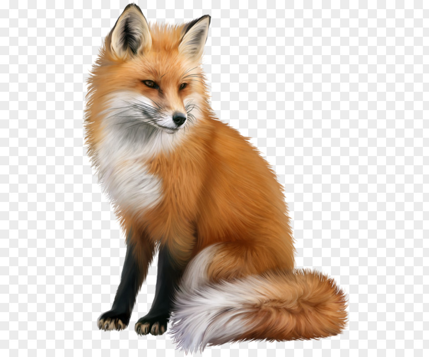 Fox Red Clip Art Image PNG