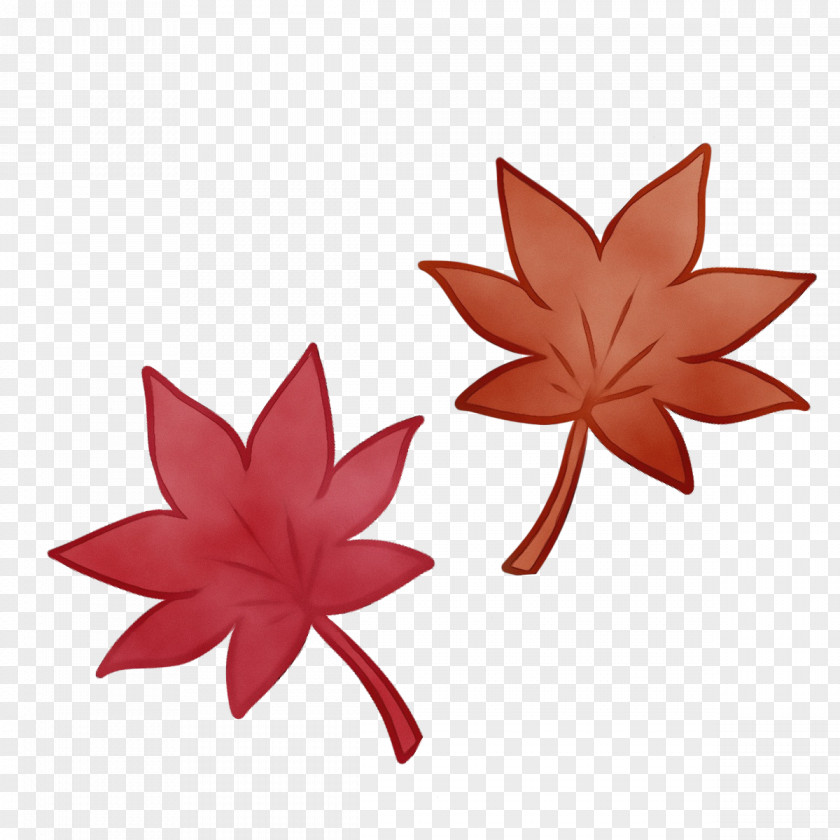 Maple Leaf PNG