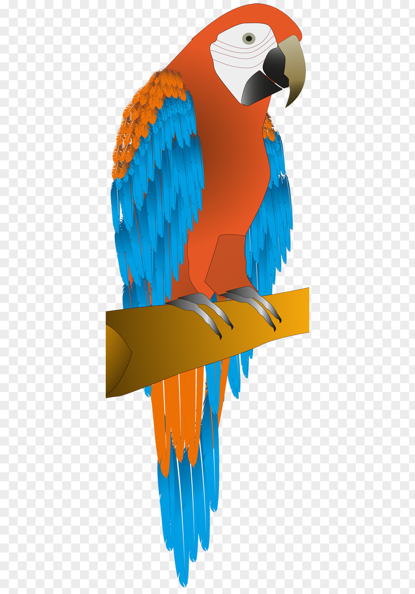 Parrot Macaw Budgerigar Bird Parakeet PNG