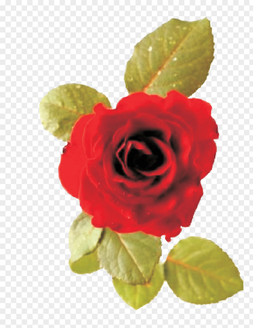 Sleep Apnea Pain Medication Garden Roses Фотобанк Flower Orofacial PNG