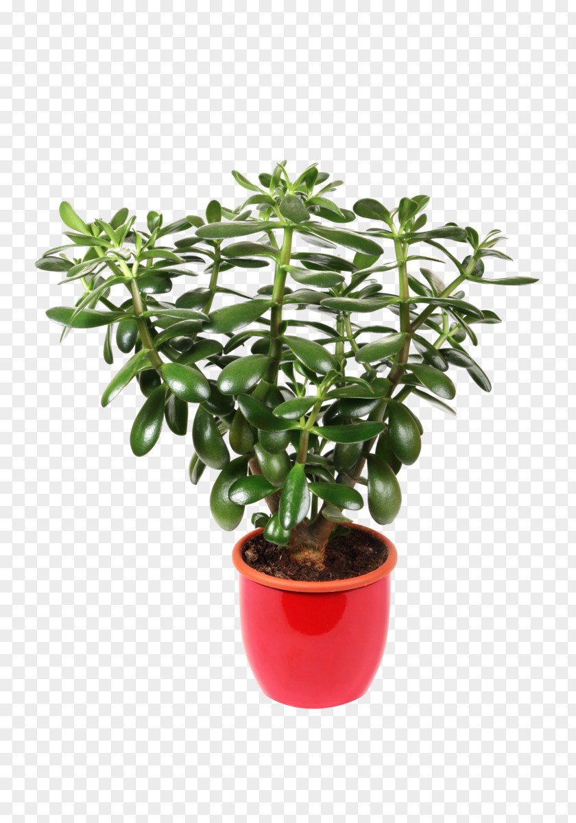 Bougainvillea Jade Plant Houseplant Stock Photography Royalty-free Flowerpot PNG
