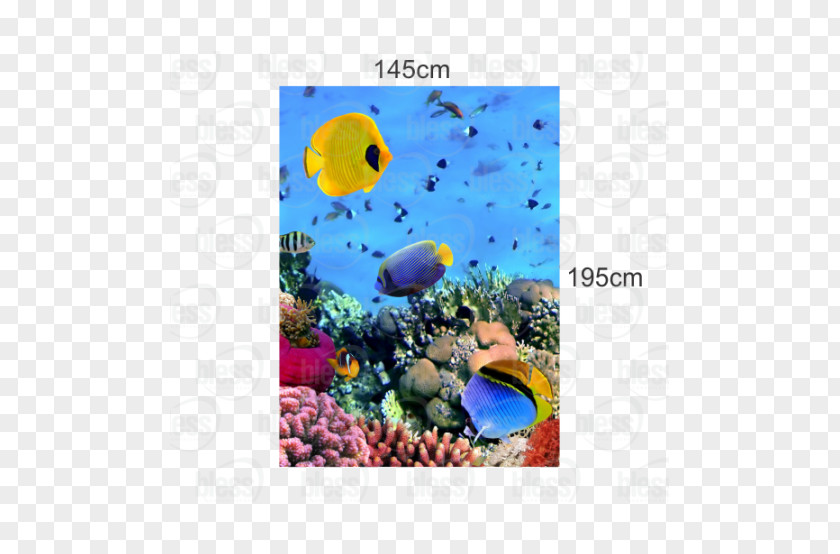 Cacao Coral Reef Photograph Underwater Image PNG