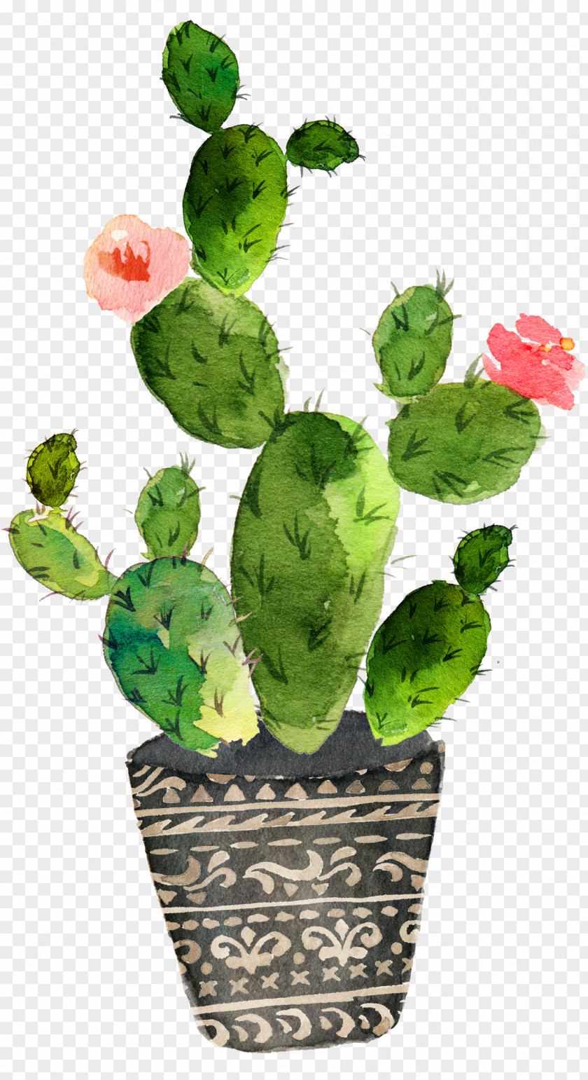 Green Prickly Pear Cactus Bloom Cactaceae Watercolor Painting Art Drawing PNG