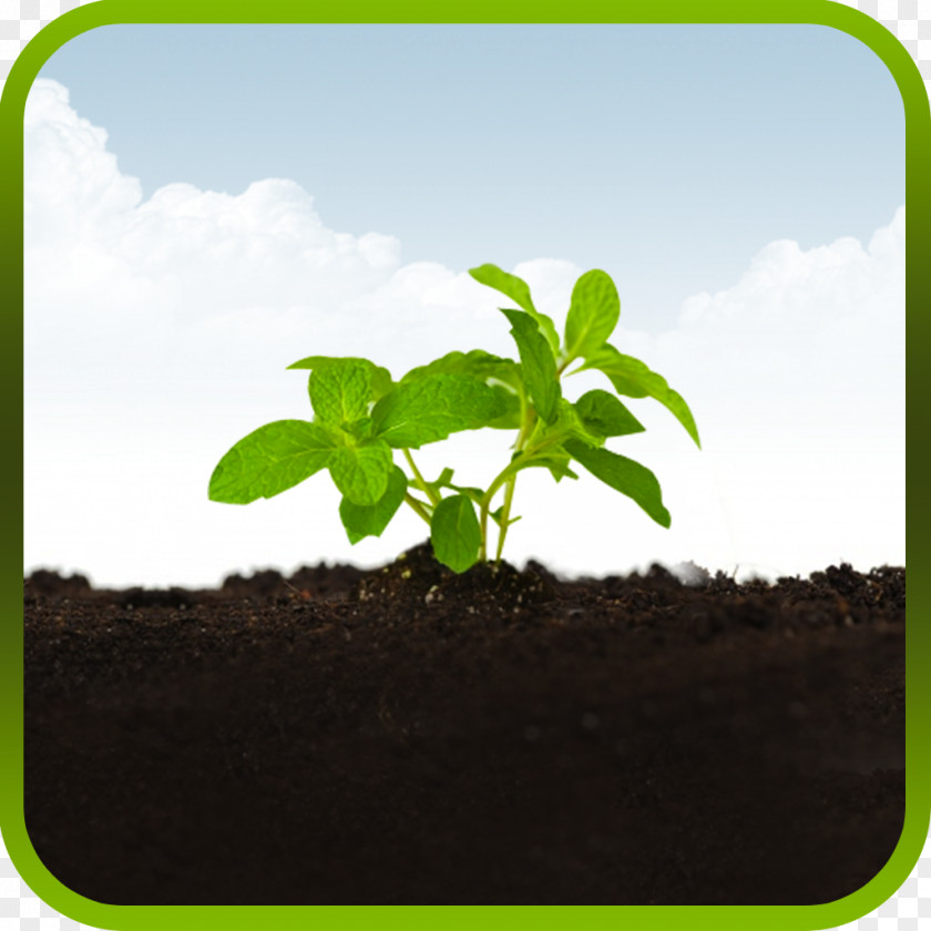 Medicinal Plants Soil Tree Herb Sky Plc PNG