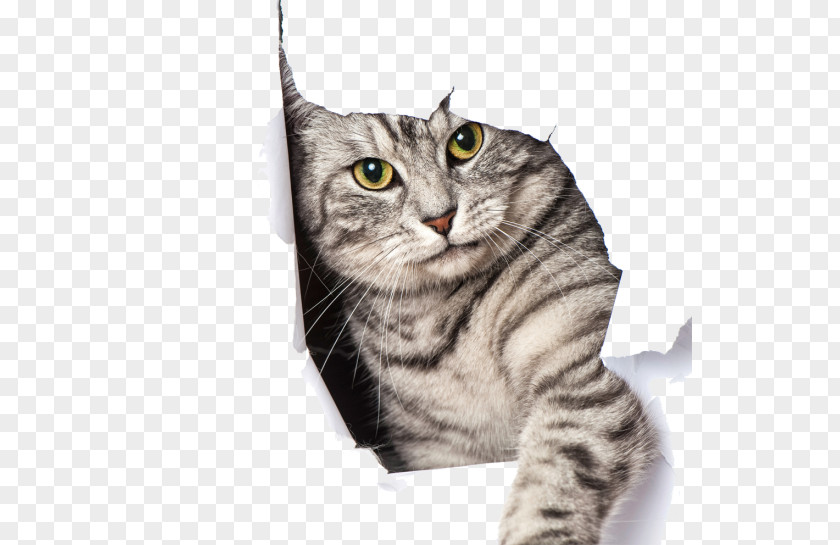 Shower Curtain Douchegordijn Bathroom Cat PNG