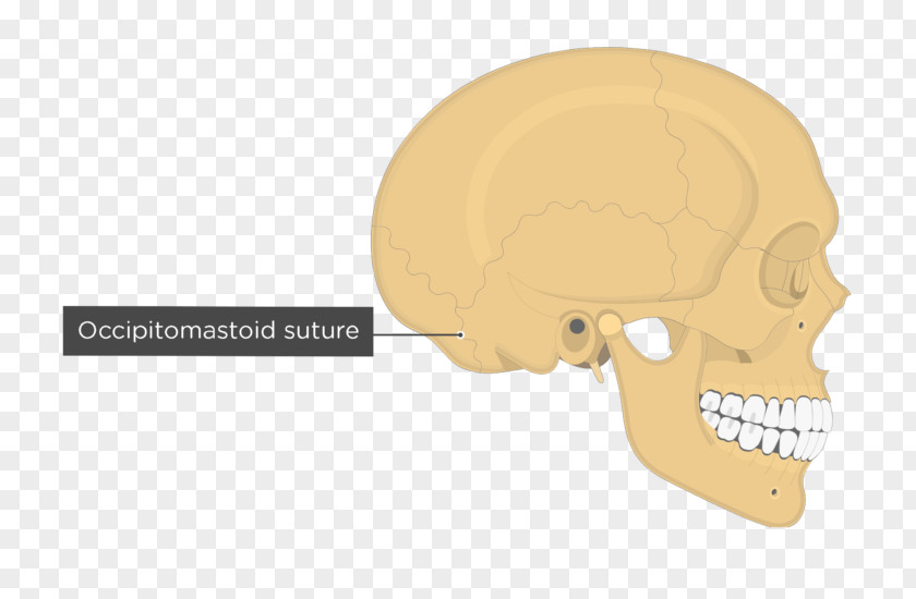 Skull Anatomy Parietal Bone Mastoid Part Of The Temporal Fibrous Joint PNG