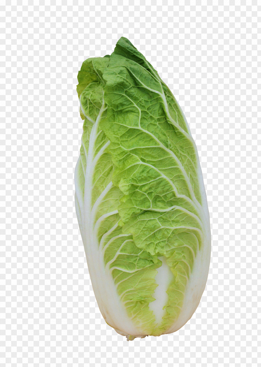 Cabbage Romaine Lettuce Napa Spring Greens Chinese PNG