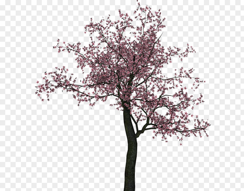 Cherry Blossom Tree Flower PNG