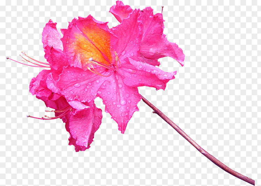 Flower Cut Flowers Petal Floral Design Clip Art PNG