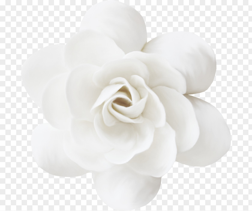 Image Bouquet Of Flowers White Petal Flower PNG