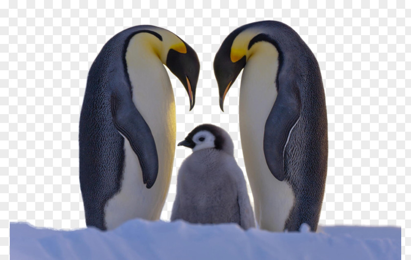 Penguin Family Bird Cuteness Animal PNG