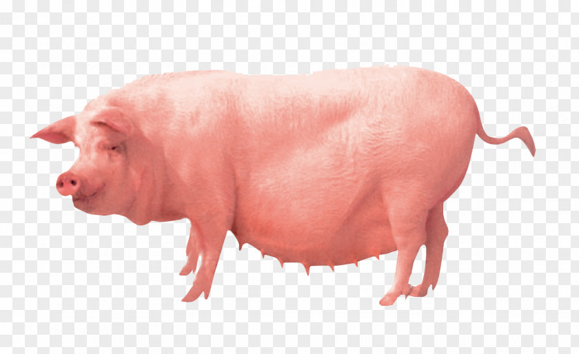 Pigs Pig Farming Clip Art PNG