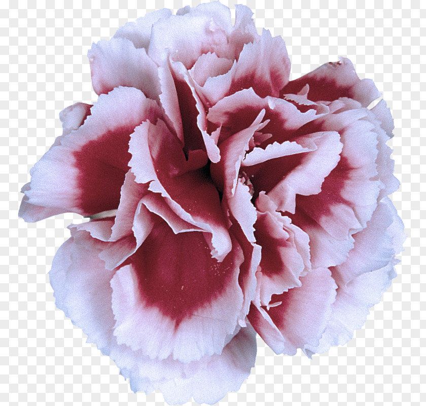 Pink Family Peony Petal Flower Carnation Plant PNG