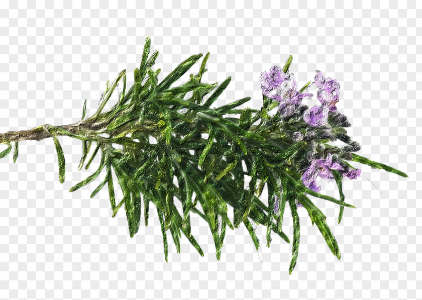 Plant Rosemary Oil Peppermint Tea PNG