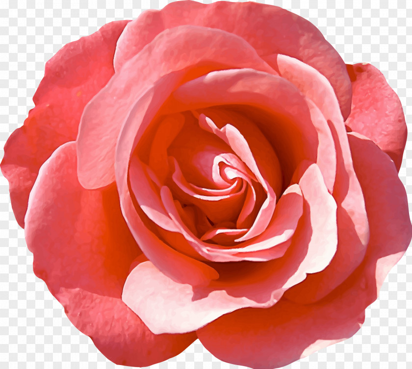 Rose Garden Roses Flower Delbard Kutno Festival PNG