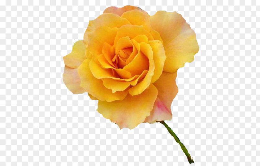 Translate Garden Roses Cabbage Rose Yellow Flower PNG