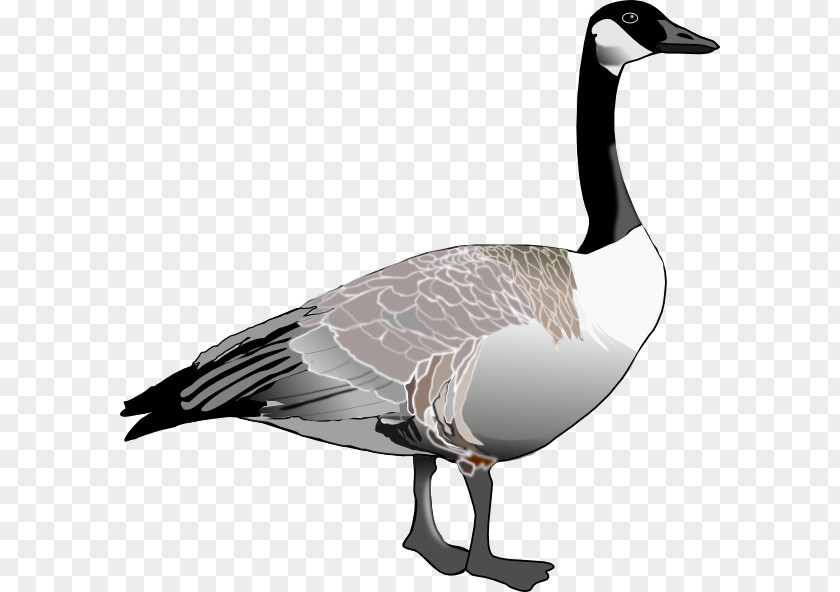 Goose Bird Clip Art PNG