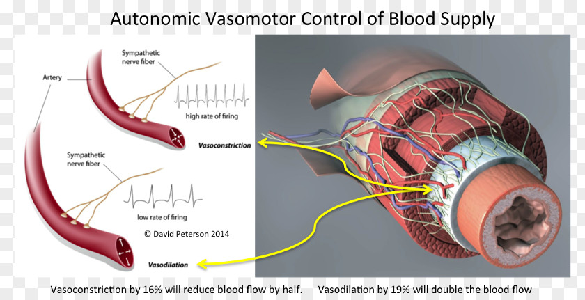 Heart Vasomotor Center Vasoconstriction Sympathetic Nervous System Blood Vessel PNG