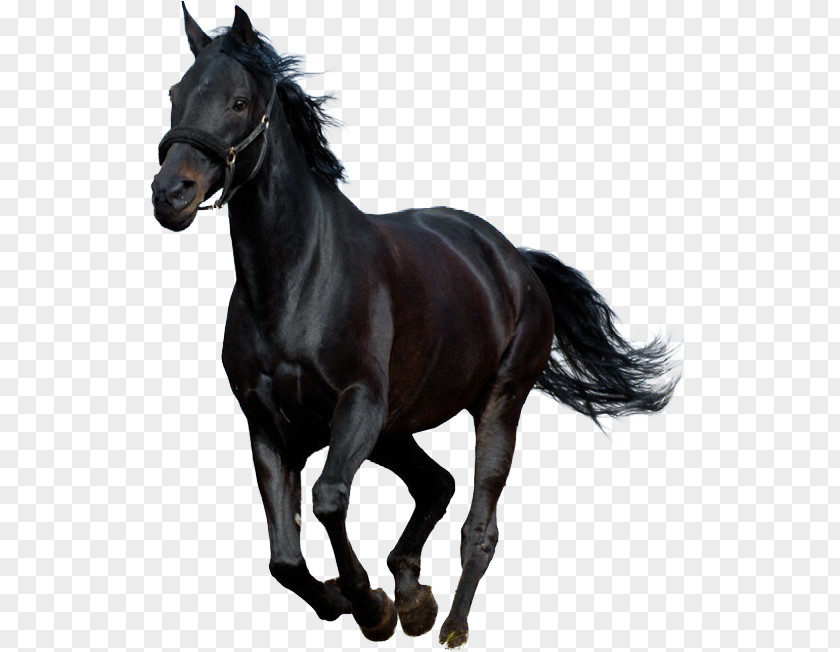 Horse Black Beauty Audiobook (Illustrated Classics) Stallion PNG