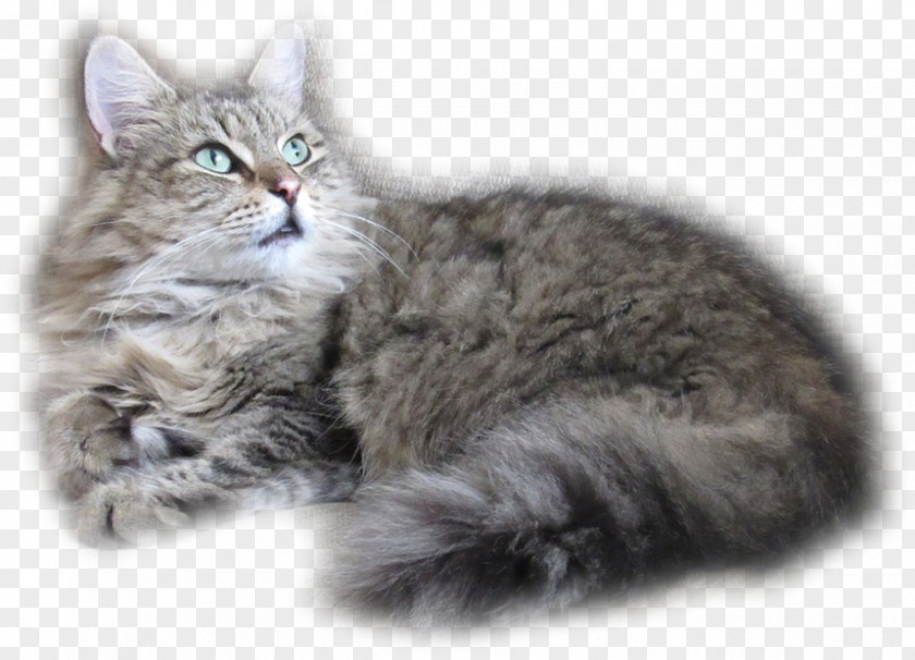 Kitten Siberian Cat American Bobtail Maine Coon Whiskers PNG