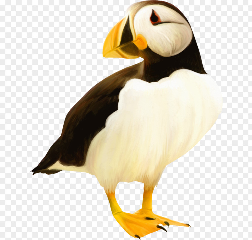 Bird Puffin Beak Toucan Clip Art PNG
