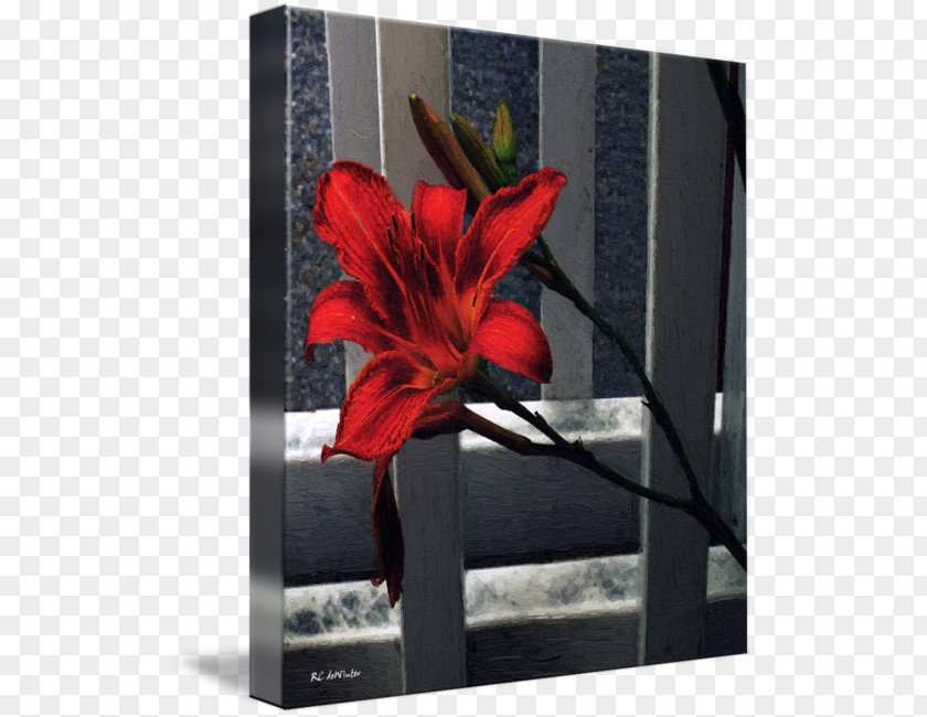 Design Jersey Lily Indian Shot Canna Picture Frames PNG
