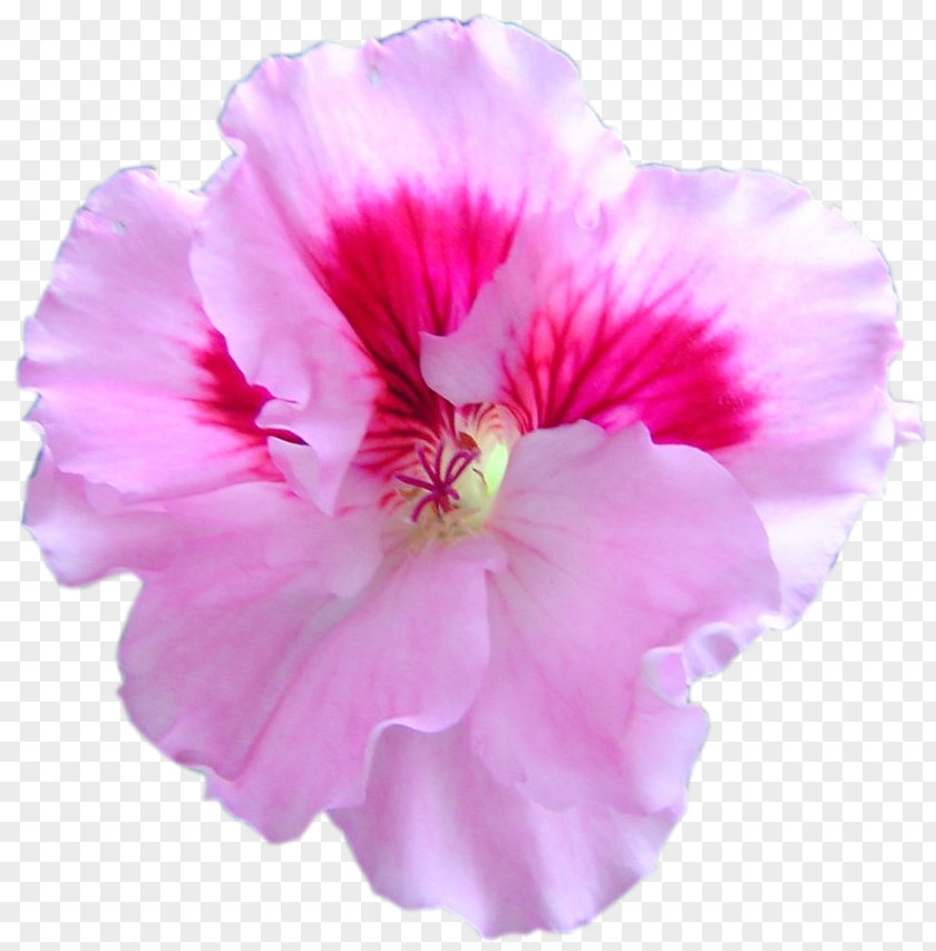 Rosemallows Crane's-bill Azalea Annual Plant Pink M PNG