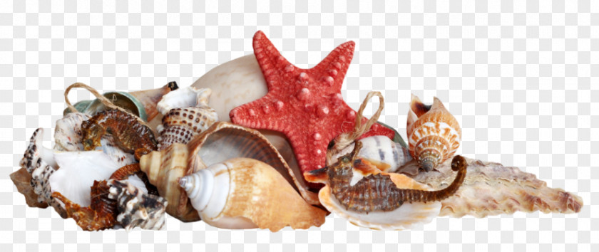 Seashell Caracola Starfish PNG