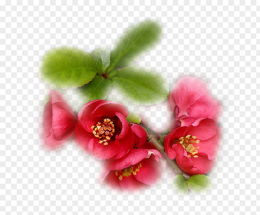 Blossom ST.AU.150 MIN.V.UNC.NR AD Oyster Flower Petal PNG