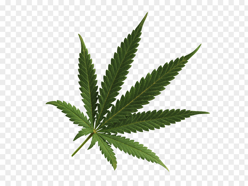 Cannabis Medical Smoking Drug PNG