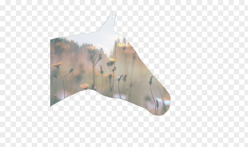 Double Exposure Horse MediBang Inc. Pony PNG