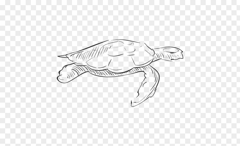 Hand Drawn Reptile Drawing Turtle PNG