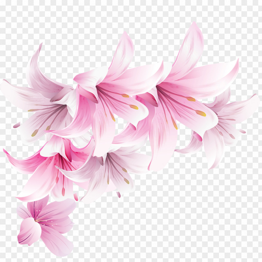 Lily Pink Wallpaper PNG